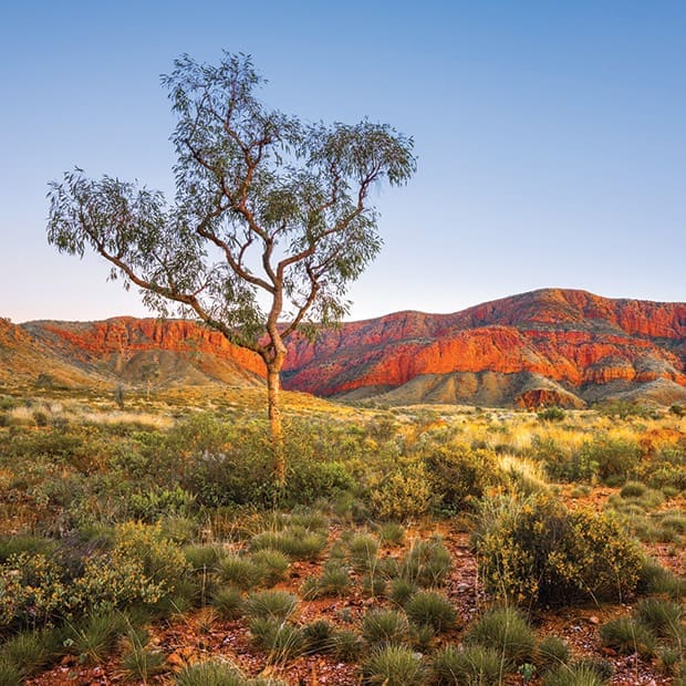 Desert tree